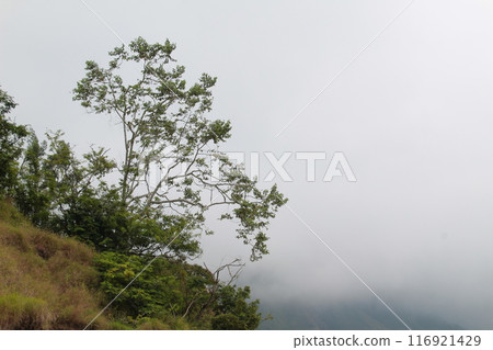 A tree is growing on a hillside with a cloudy sky in the background 116921429