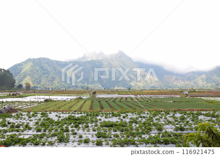 View of rice fields in Sembalun, Lombok, Indonesia 116921475