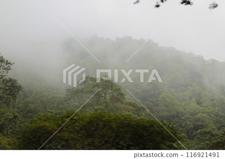 Misty Pusuk Sembalun Forest, Lombok Indonesia Misty Pusuk Sembalun Forest, Lombok Indonesia 116921491