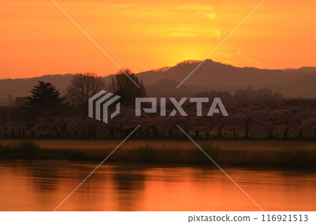 一排櫻花樹染上了朝霞 116921513