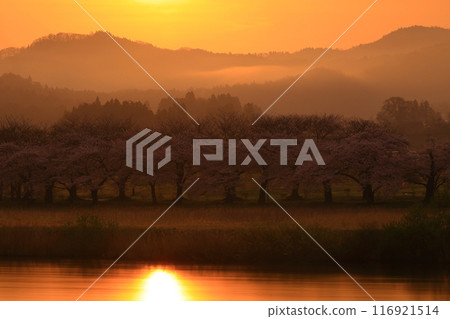 一排櫻花樹染上了朝霞 116921514