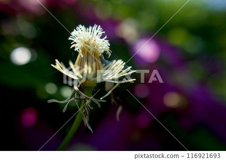 授粉，溢出花瓣和雄蕊。鐵線蓮「贊岐女王」懷孕了。花的語言是「精神之美」和「甜蜜的束縛」。 116921693