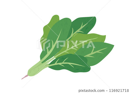 菠菜的手繪風格插圖 116921718