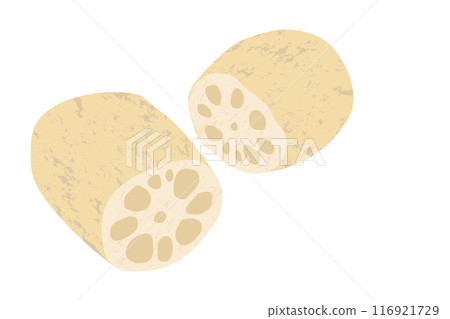 手繪風格插畫的蓮藕 116921729