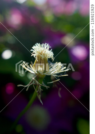 授粉，溢出花瓣和雄蕊。鐵線蓮「贊岐女王」懷孕了。花的語言是「精神之美」和「甜蜜的束縛」。 116921929