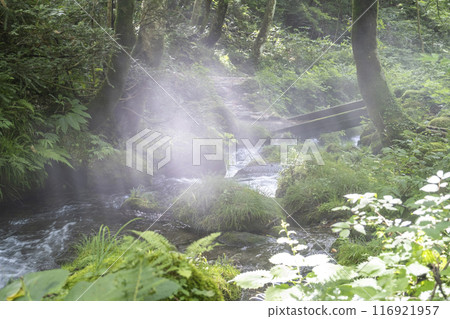 光線照射到森林清澈溪流「大仙溪八澤溪」的風景 光線照射到森林清澈溪流「大仙溪八澤溪」的風景 116921957
