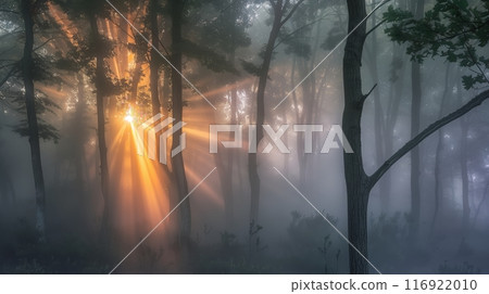 Sunrise in a foggy forest: beams break through trees, illuminating mist and casting an ethereal glow. 116922010
