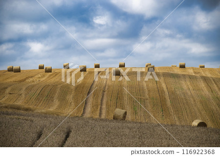 Scenic countryside landscape with hay bales on golden harvested field under a blue sky Scenic countryside landscape with hay bales on golden harvested field under a blue sky 116922368