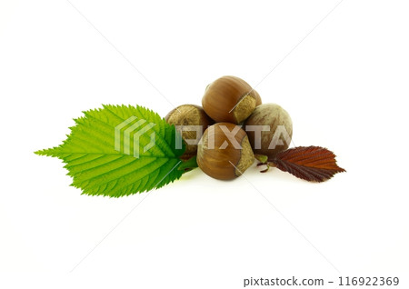 Hazelnuts and hazel leaves isolated on white Hazelnuts and hazel leaves isolated on white 116922369