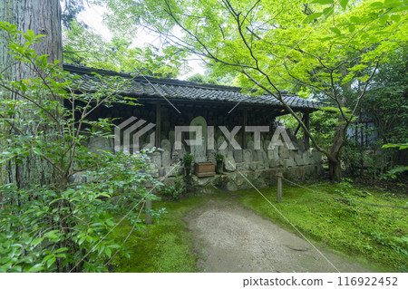 Fresh greenery at Rengeji Temple: Stone Buddha Statues (Kamitakano, Sakyo Ward, Kyoto City) Fresh greenery at Rengeji Temple: Stone Buddha Statues (Kamitakano, Sakyo Ward, Kyoto City) 116922452