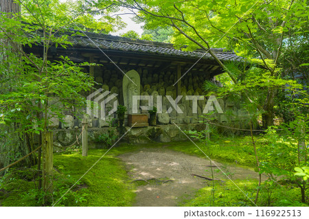 Fresh greenery at Rengeji Temple: Stone Buddha Statues (Kamitakano, Sakyo Ward, Kyoto City) 116922513
