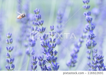 A honeybee searching for lavender A honeybee searching for lavender 116922691