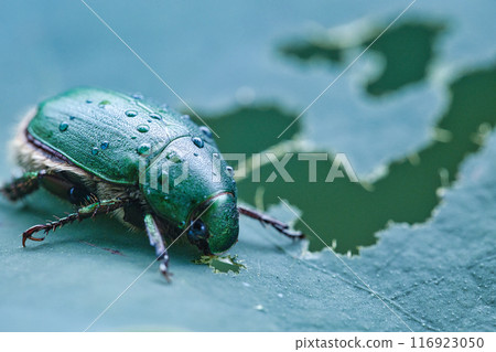 聖甲蟲吃荷葉 聖甲蟲吃荷葉 116923050