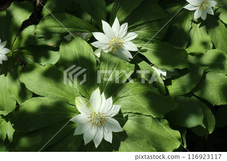 梔池自然公園盛開的大花黃花 116923117