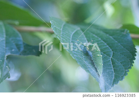 毛毛蟲吃樹葉 116923385