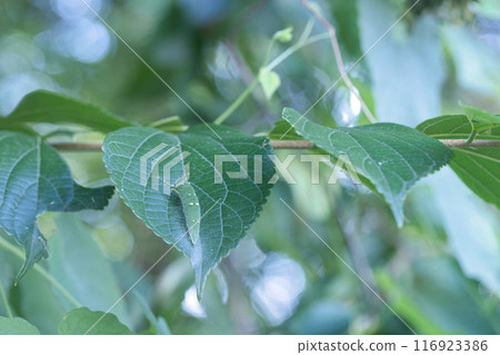 吃樹葉的毛毛蟲蝴蝶幼蟲 116923386