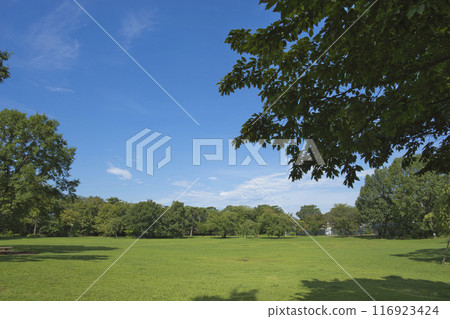 summer park 116923424