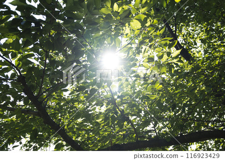 夏日的陽光透過樹林 夏日的陽光透過樹林 116923429
