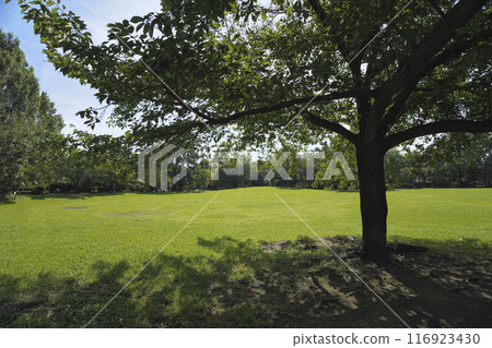 夏季公園 夏季公園 116923430