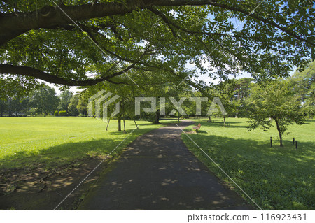 夏日公園走道 夏日公園走道 116923431