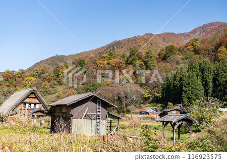 秋葉中的合掌造和茅草屋頂 116923575