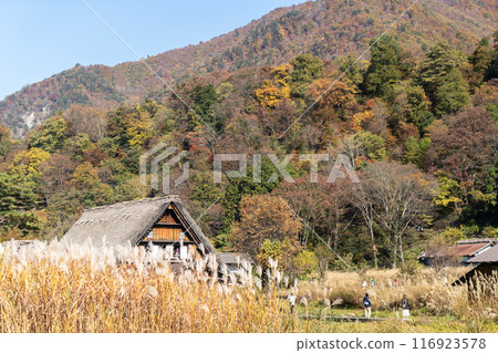 Gassho-style houses and thatched roofs amid autumn leaves 116923578