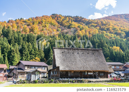 Gassho-style houses and thatched roofs amid autumn leaves Gassho-style houses and thatched roofs amid autumn leaves 116923579