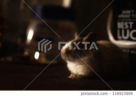 黑暗中被燈光照亮的八哥 116923806