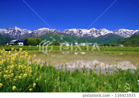 稻田和日本阿爾卑斯山（長野縣白馬村） 116923835