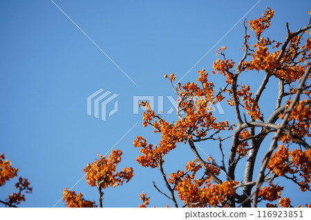 鶴見刺中綻放的紅色果實 鶴見刺中綻放的紅色果實 116923851