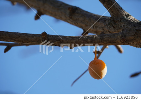 藍天和銀杏 116923856