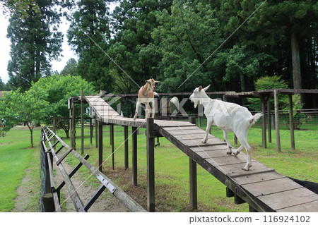 Goats in the pasture Goats in the pasture 116924102
