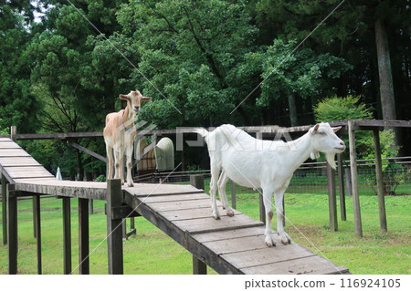 白山羊在農場吃草 116924105