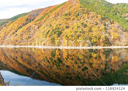 秋上水壩水庫秋葉 116924124