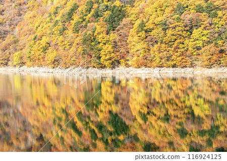 秋上水壩水庫秋葉 116924125
