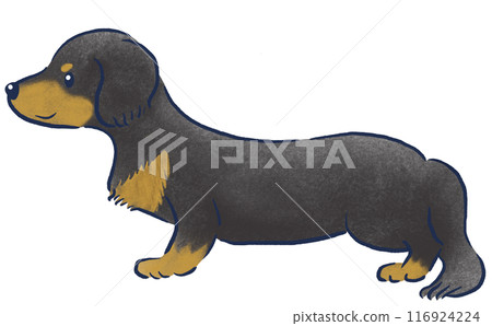 手繪彩色鉛筆插圖,展示了站立的迷你臘腸犬景觀 手繪彩色鉛筆插圖,展示了站立的迷你臘腸犬景觀 116924224