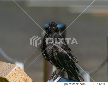 Up crow Up crow 116924291