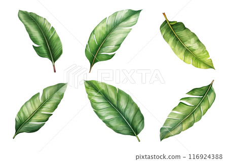 Banana Leaf Collection Bundle Set Isolated on a Transparent Background 116924388