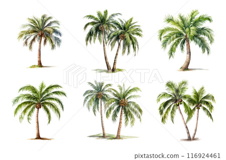 Palm tree Collection Bundle Set Isolated on a Transparent Background 116924461