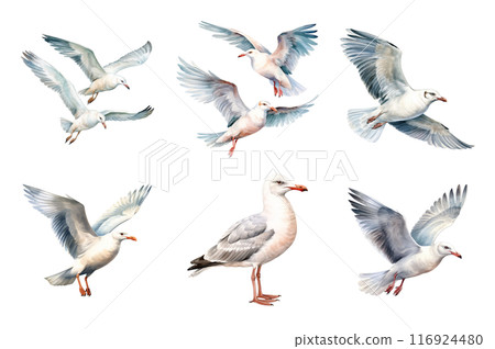 Seagull Collection Bundle Set Isolated on a Transparent Background 116924480