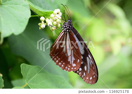 The Monarch butterfly seen on Mount Tsurumi The Monarch butterfly seen on Mount Tsurumi 116925178