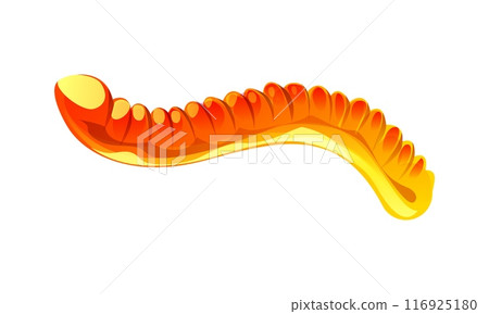 Jelly worm cartoon Halloween holiday sweets and dessert. Isolated vector orange colored gummy candy. Trick or treat fruity marmalade confectionery for children, kids party, funny earthworm or snake Jelly worm cartoon Halloween holiday sweets and dessert. Isolated vector orange colored gummy candy. Trick or treat fruity marmalade confectionery for children, kids party, funny earthworm or snake 116925180