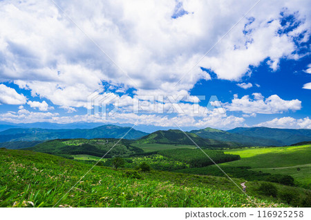 From the Kurumayama shoulder area towards the Northern Alps 116925258