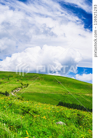 Day lilies bloom on Kurumayama Plateau Day lilies bloom on Kurumayama Plateau 116925293