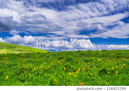 霧峰，盛開的黃花菜 116925299