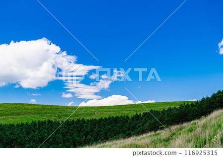 夏季的霧峰高原 116925315