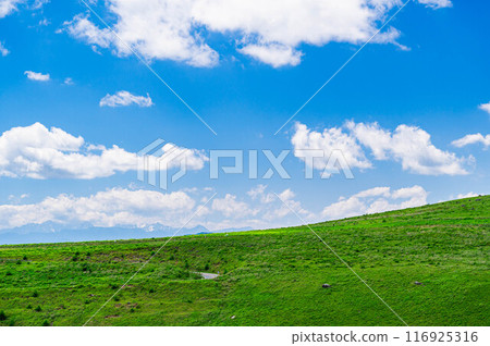 夏季的霧峰高原 116925316