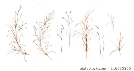 Set of light round violet flowers. Watercolor hand painting illustration on isolated background. Clipart of flowers with herbs and dried branches. Botanical floral autumn composition pastel color. Set of light round violet flowers. Watercolor hand painting illustration on isolated background. Clipart of flowers with herbs and dried branches. Botanical floral autumn composition pastel color. 116925500
