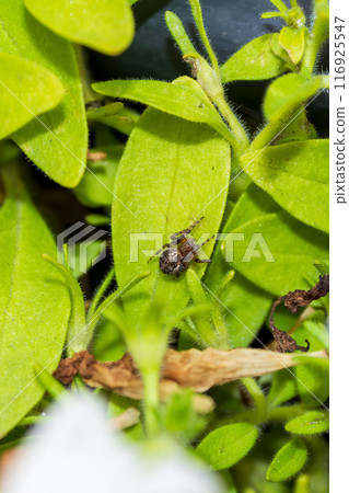 Small spider in a bush leaf 116925547