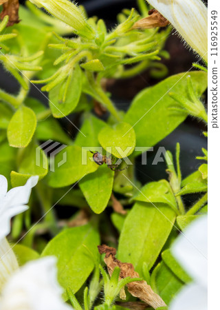 Small spider in a bush leaf 116925549